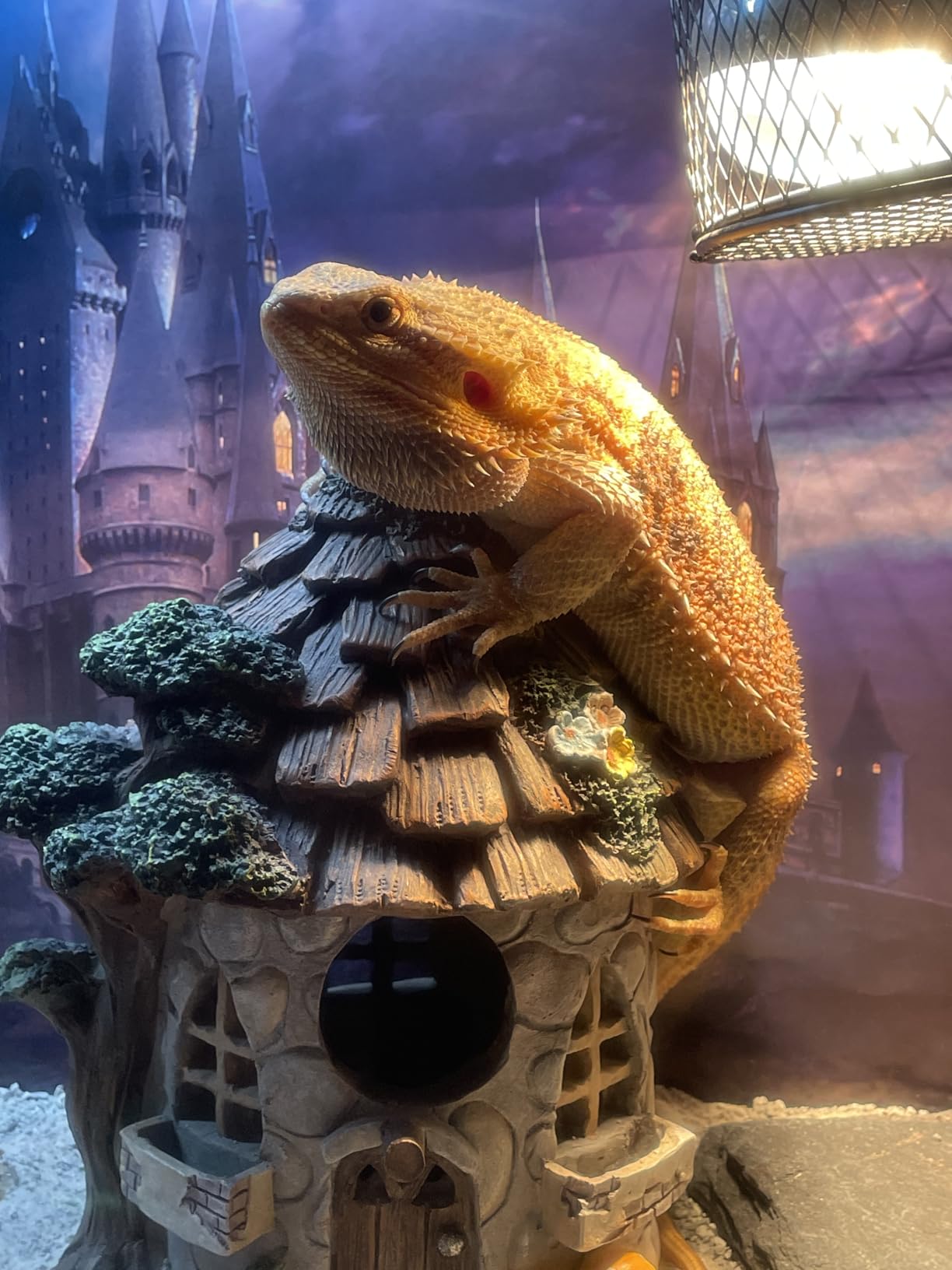 REPTITRIP 16-Inch LED UVB Reptile Light with Auto On/Off & Preset Day-Night Cycle Dimming, 4 UVI Modes Fixture Controller, 14W Aluminum UVA UVB Lamp for Bearded Dragons, Turtles & Snakes, 6500K customer photo 2