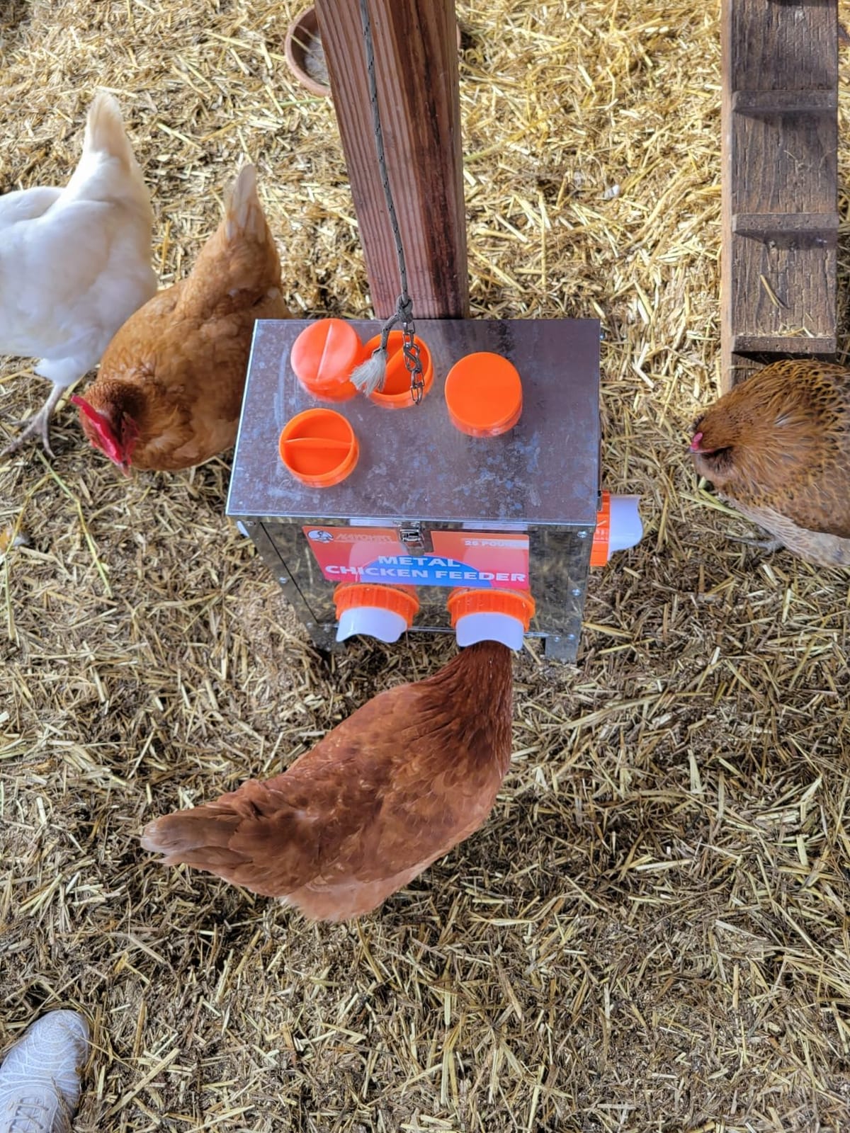 HAYOHRT 85-120LBS Capacity Chicken Feeder No Waste 10-Ports Automatic Large Poultry Feeder with Latch & Handle for Chickens Bantams Pheasants Poultry Coop Weatherproof customer photo 2