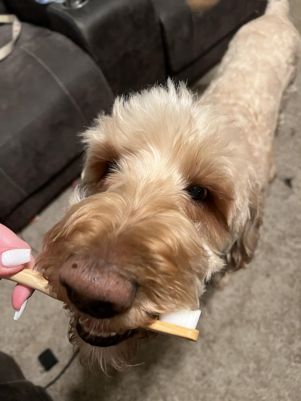 Dr. Oakley Dental Toothbrush Kit for Dogs & Cats -Finger Brush for Small Pets and Soft brushes for Large or Older Natural and Safe Peanut Butter Flavor - customer photo 1
