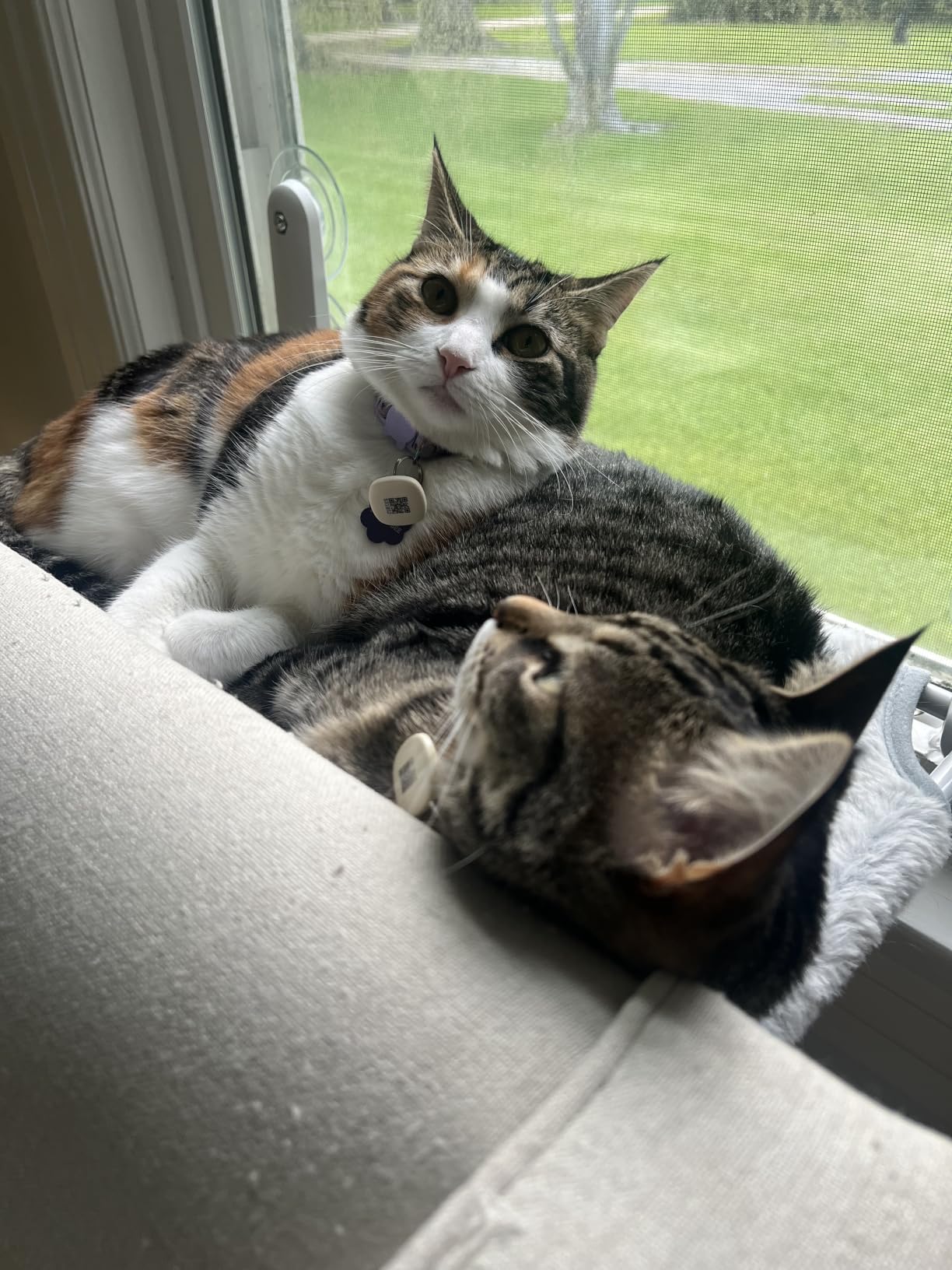 Zoratoo 2PC Cat Window Perch, Foldable & Cordless with Metal Frame, M Gray customer photo 2