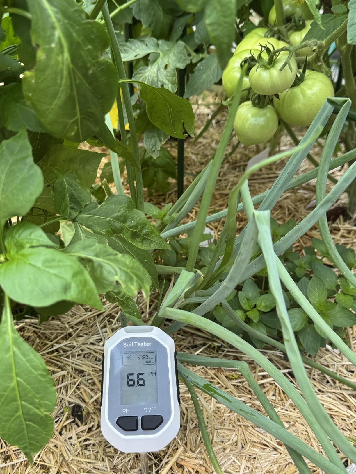 YAMRON 4-in-1 Soil Moisture Meter Digital Plant Temperature/Soil Moisture/pH Meter/Sunlight Intensity Backlight LCD Display Soil Test Meter for Gardening, Farming and Outdoor Plants customer photo 1