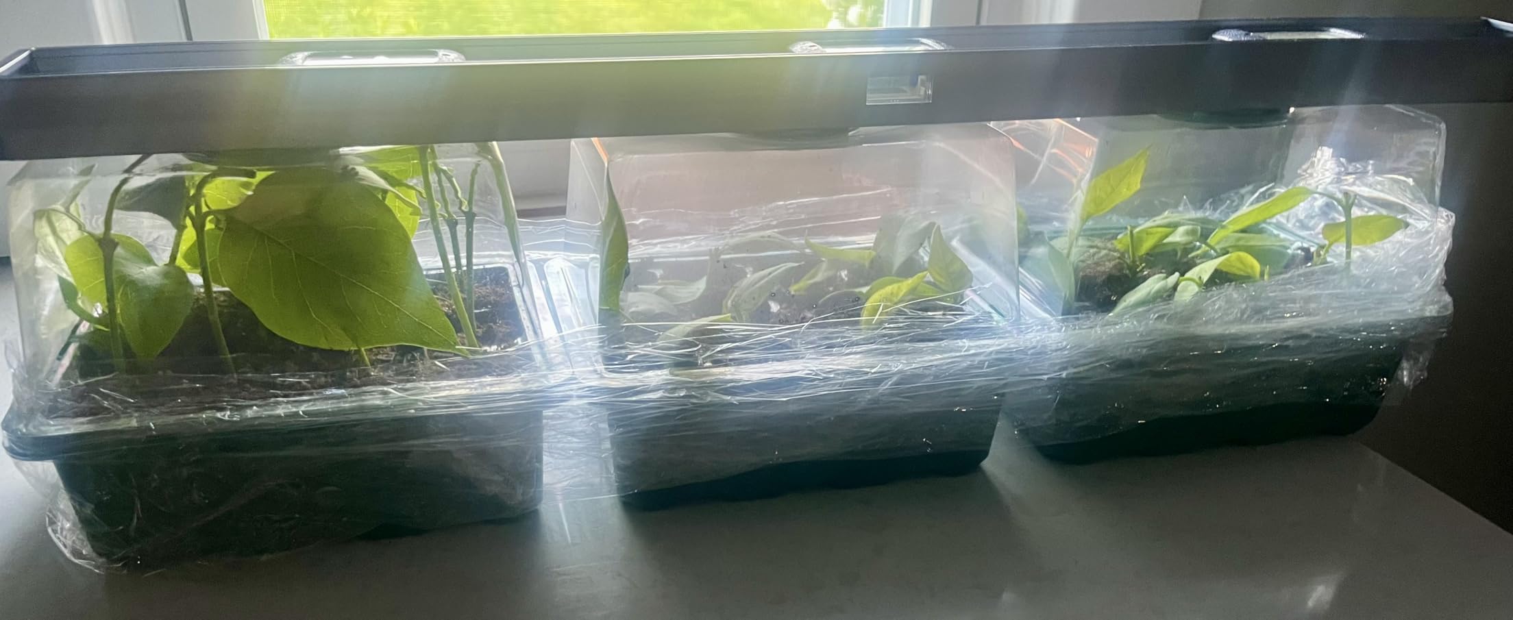 MIXC 6 Pack Seed Starter Kit with Grow Light, Vented Humidity Dome, Green customer photo 2