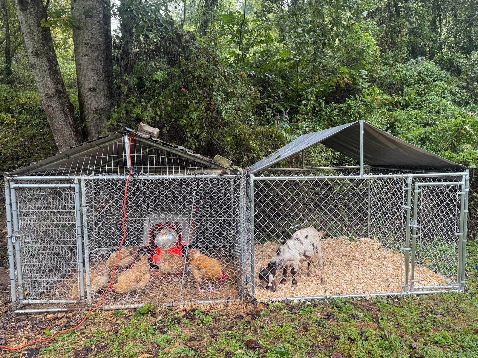 10x10ft Extra Large Dog Kennel Outdoor, Heavy-Duty Outside Dog Kennel with Roof, Security Latch-Lock Door, Chain-Link Dog Enclosure Dog Run for Yard with Cover customer photo 1