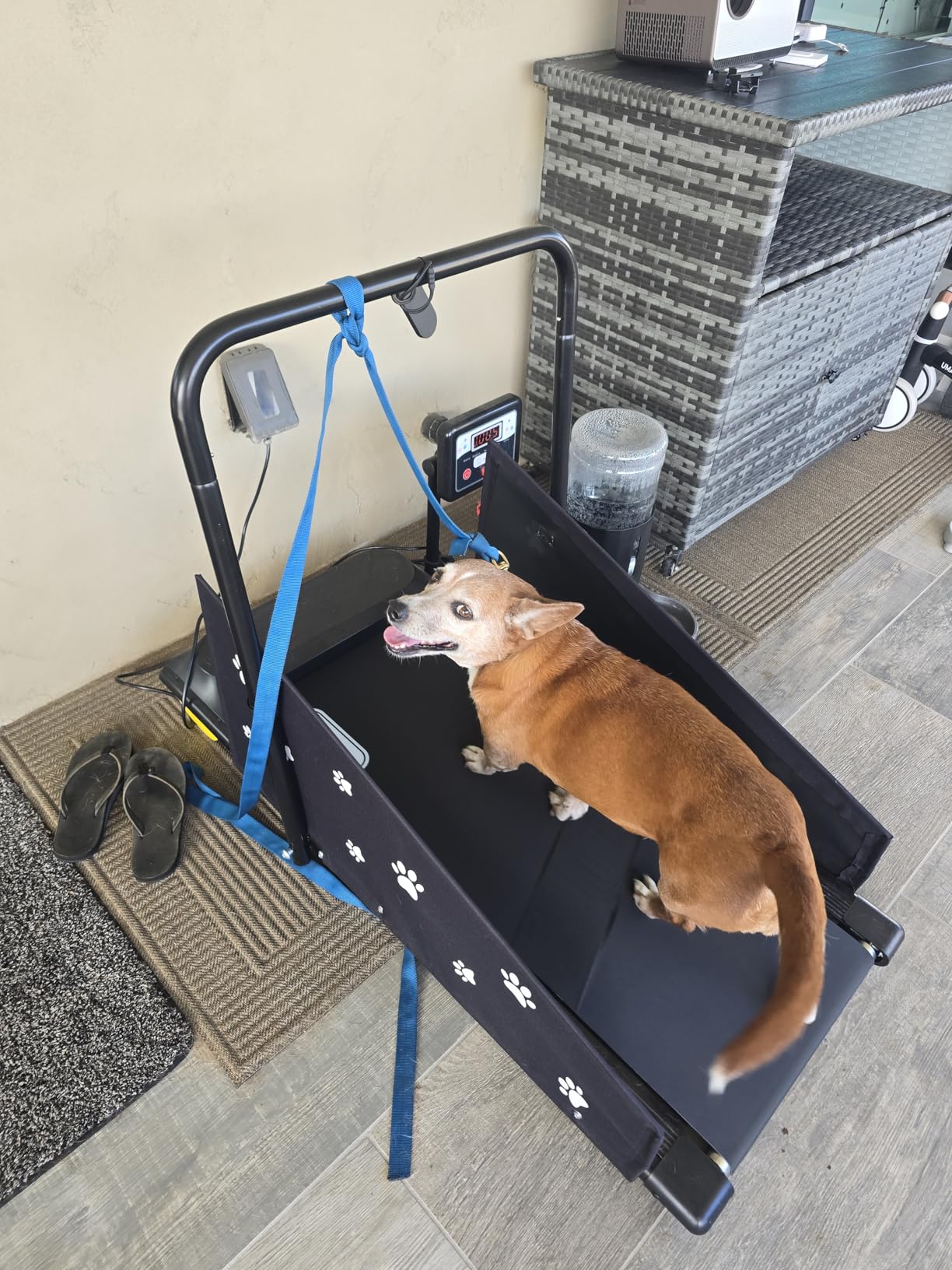 CIIHI Dog Treadmill for Medium Small Dogs - Pet Running Machine customer photo 2