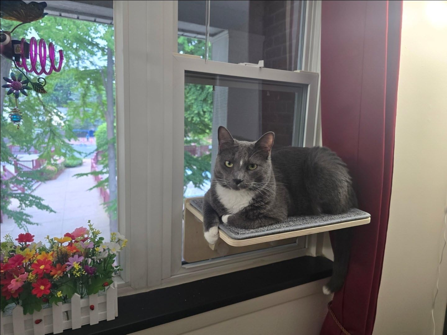 Pecute 2-in-1 Cat Window Perch & Wall Shelves, Cat Hammock Window 16