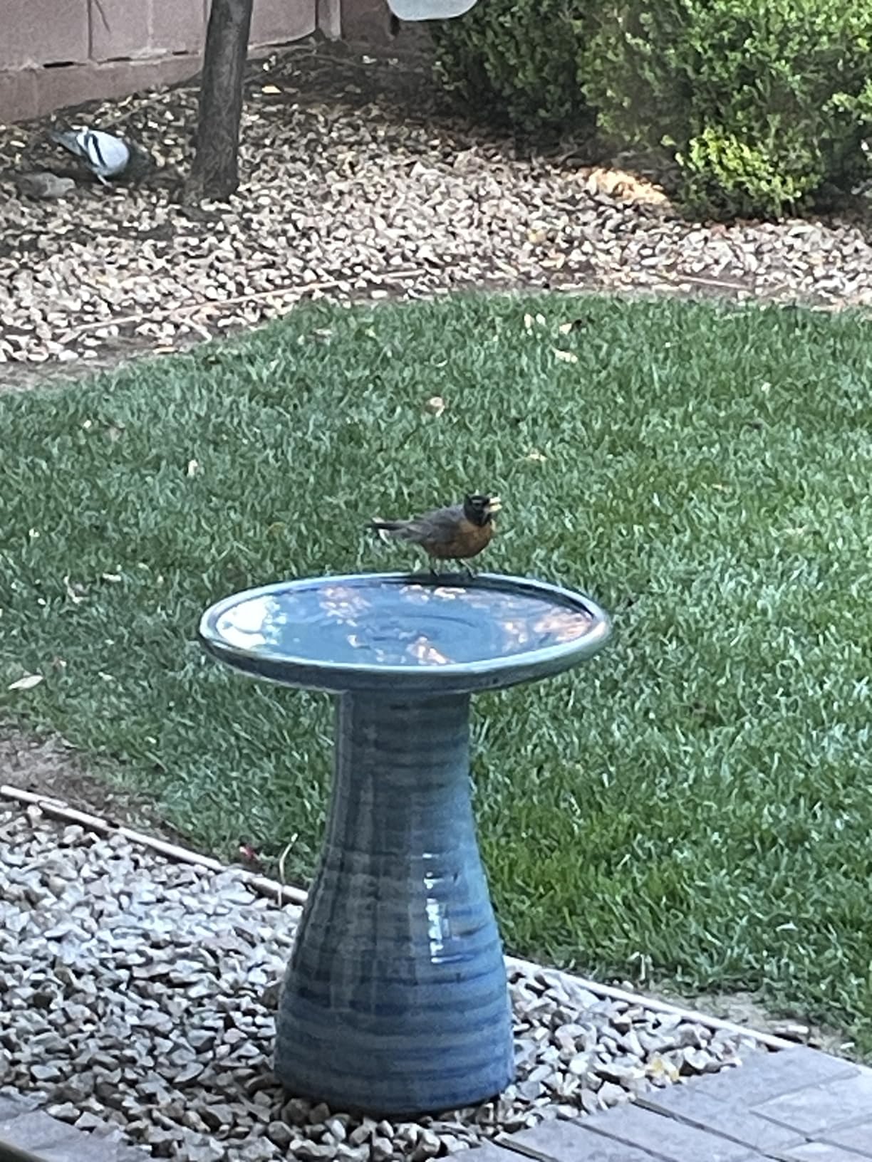 Sunnydaze Ceramic Bird Bath, Weather-Resistant Finish, 21” H, Cloud Swirl customer photo 2