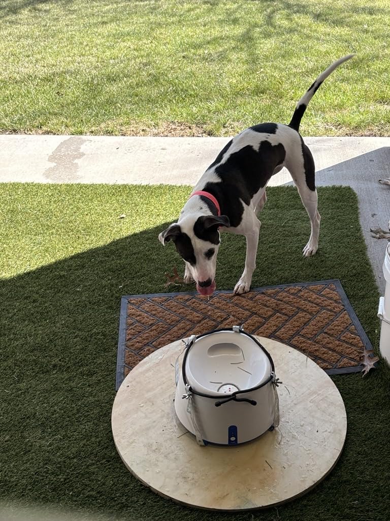 Automatic Dog Ball Launcher-Interactive Dogs Balls Thrower for Small Dogs customer photo 2
