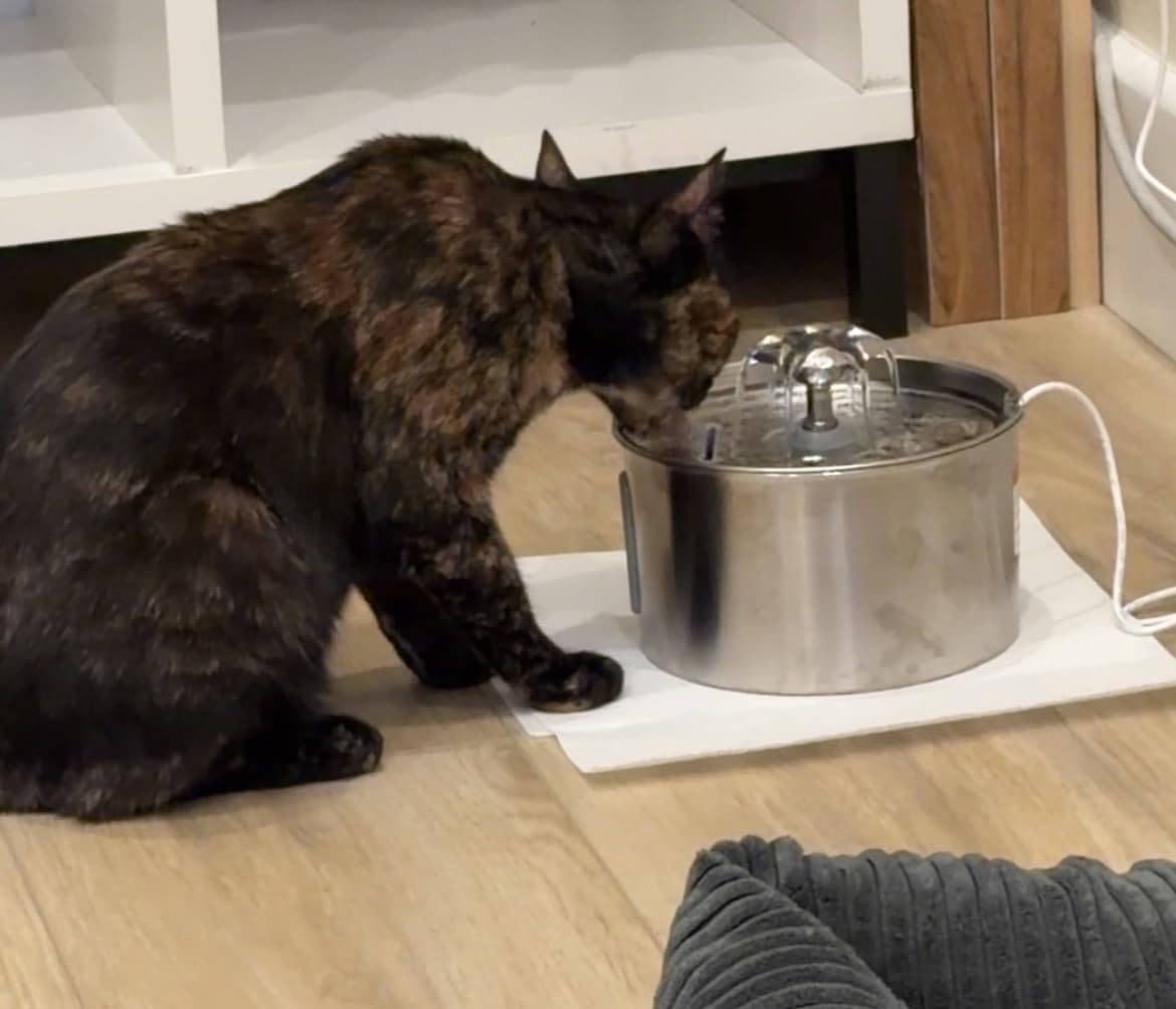 Cat Water Fountain Stainless Steel - 74oz/2.2L Automatic Large Pet Watering Bowl Dispenser for Indoor Dogs - Drinking Fountains with 3 Filter, Gifts for Cats and Kitty - Dog Waterer Bowls No Spill customer photo 1