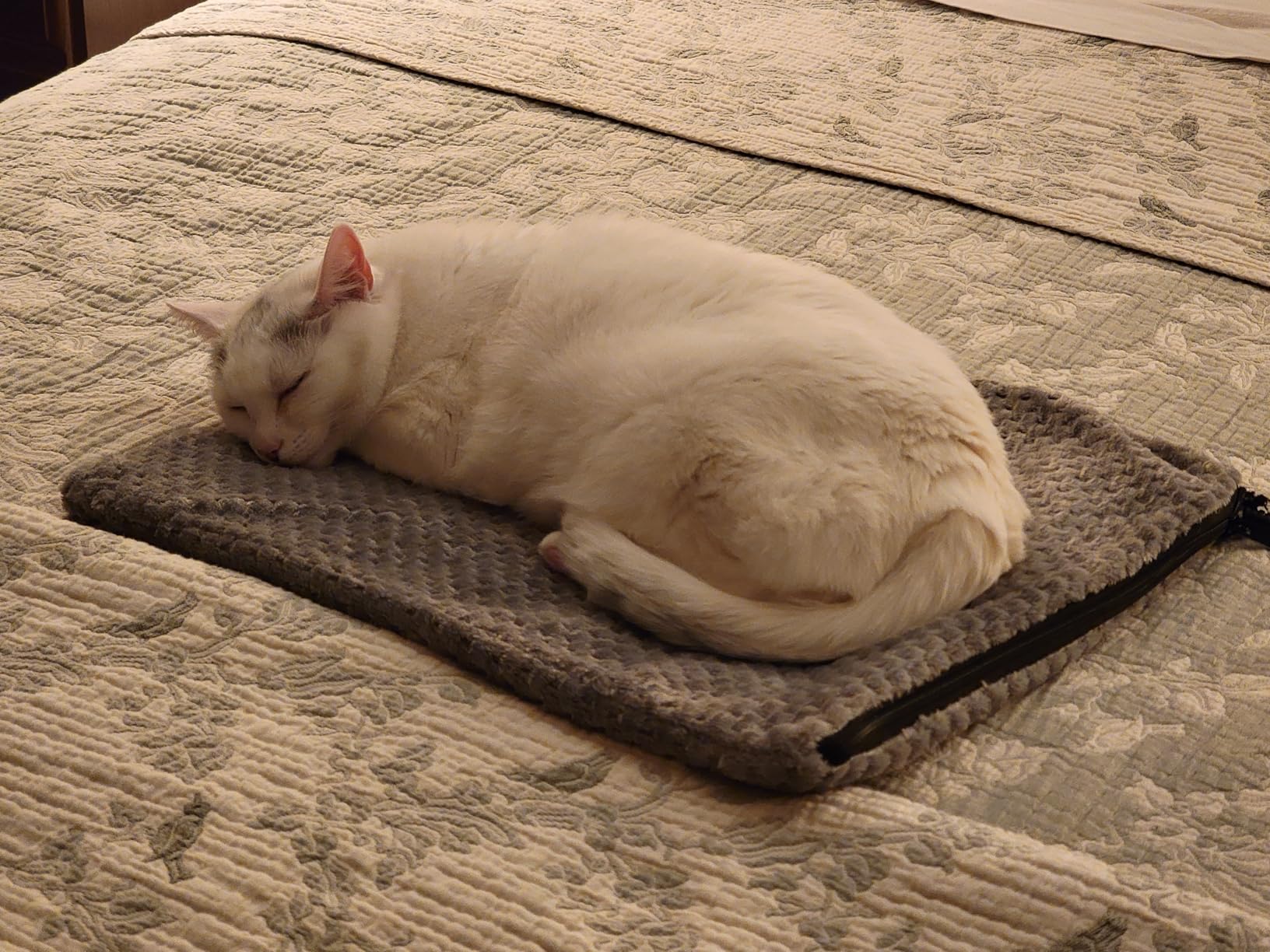 INVENHO Extra Large Pet Heating Pad, Adjustable Temperature Waterproof Dog Cat Heating Pad with Timer, Electric Pet Heated Mat customer photo 2