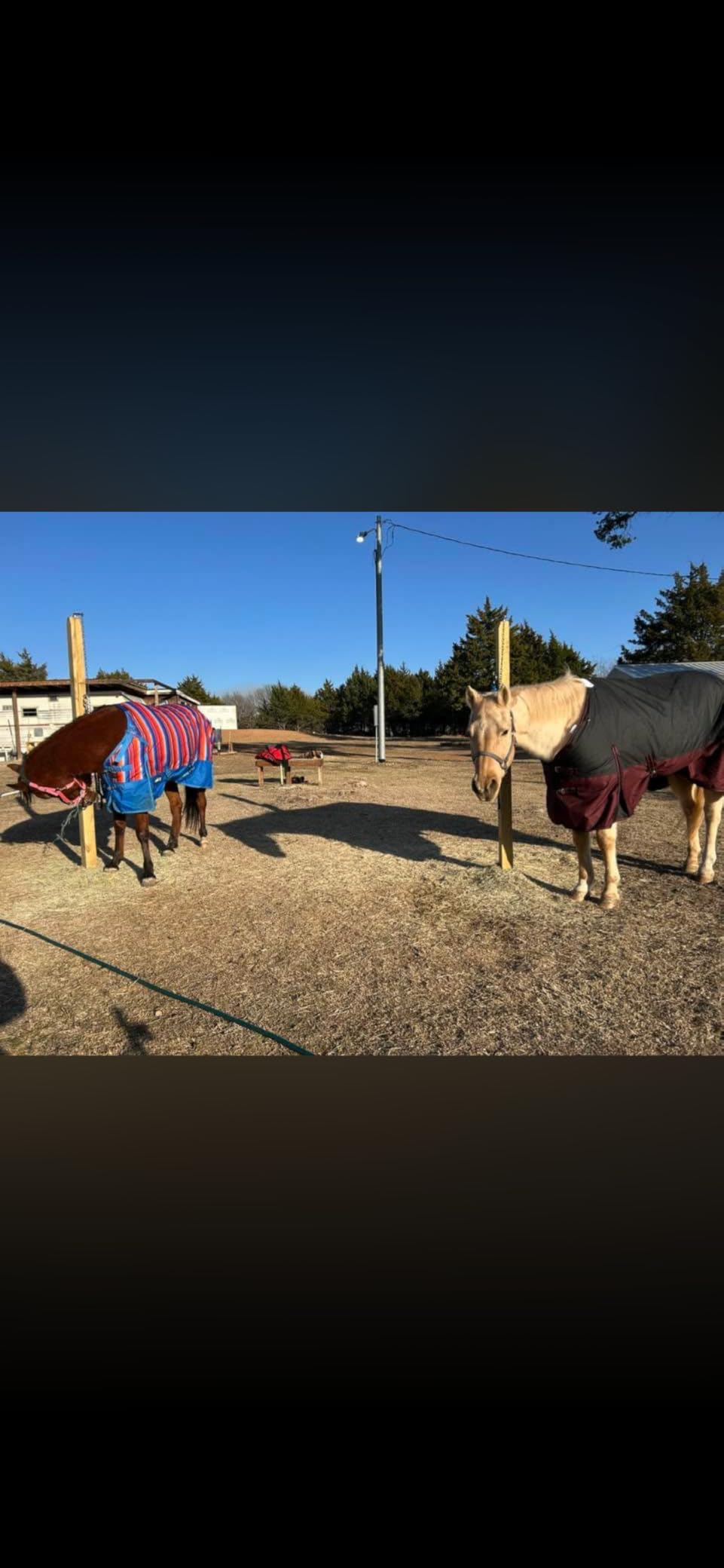 LEAFOREST 1200D Horse Turnout Blanket Waterproof 200g Fill Winter Cold Wet customer photo 2