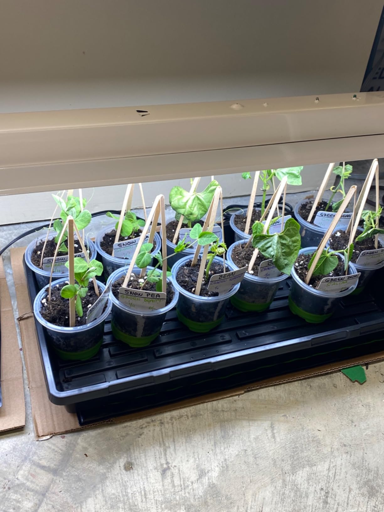 Bonviee 5-Pack Seed Starter Trays, Humidity Dome, Base, 12-Cell Tray, Clear customer photo 2