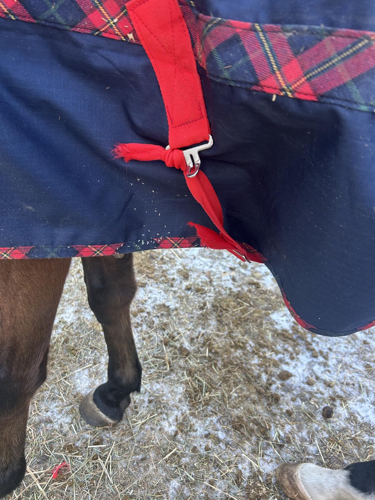 BARN & STABLE 600Denier 3000mm/3000mvp Super Waterproof & Breathable Horse Blankets for Winter with 200g Fill customer photo 1