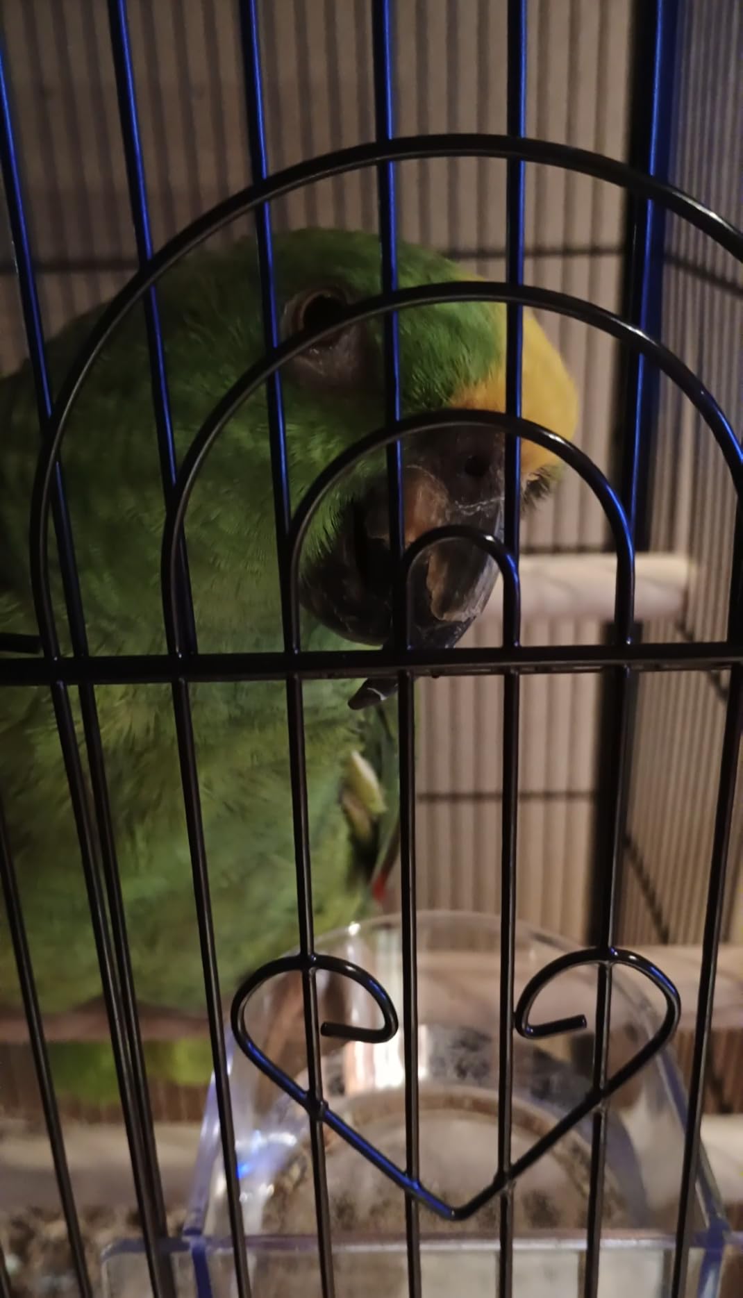 VEVOR Bird Cage, 32.7 x 31.1 x 82.7 inch, Open Flat Top, Wrought Iron Bird Flight Cage with Perches, Slide-Out Tray, Plastic Feeders, for Cockatiel, Monk Parakeet, Amazon Parrot, African Grey Parrot customer photo 1