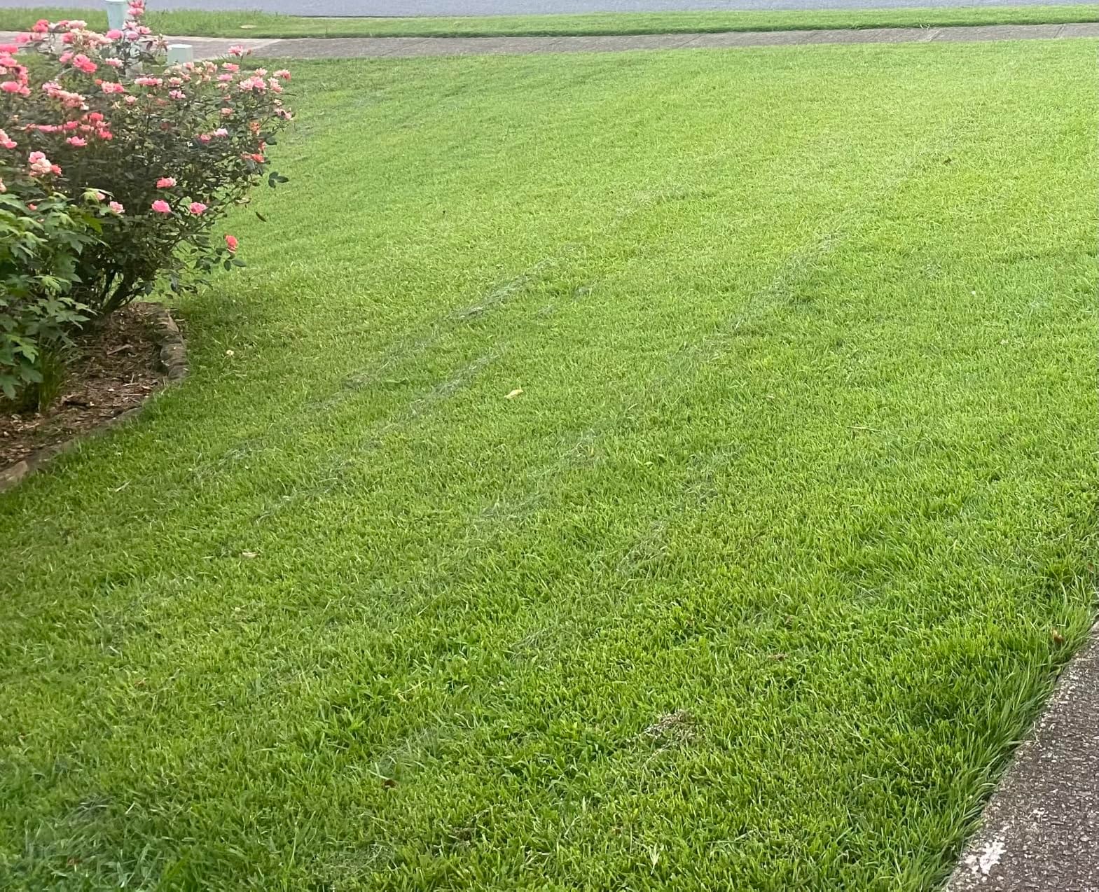 LawnMaster 20” 5-Blade Push Reel Lawn Mower – LMRM2001 customer photo 1