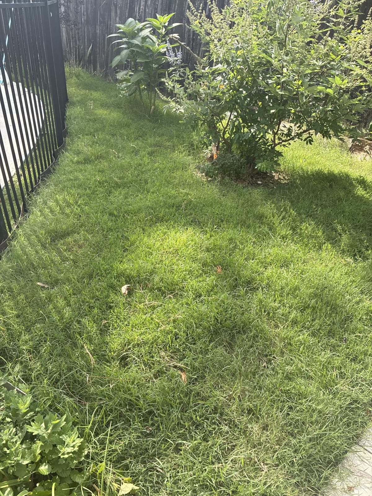 LawnMaster 20” 5-Blade Push Reel Lawn Mower – LMRM2001 customer photo 2