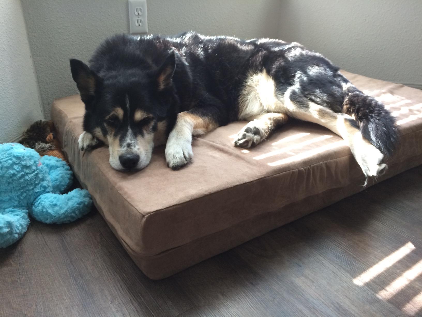 Barker Beds Large Orthopedic Dog Bed - 7