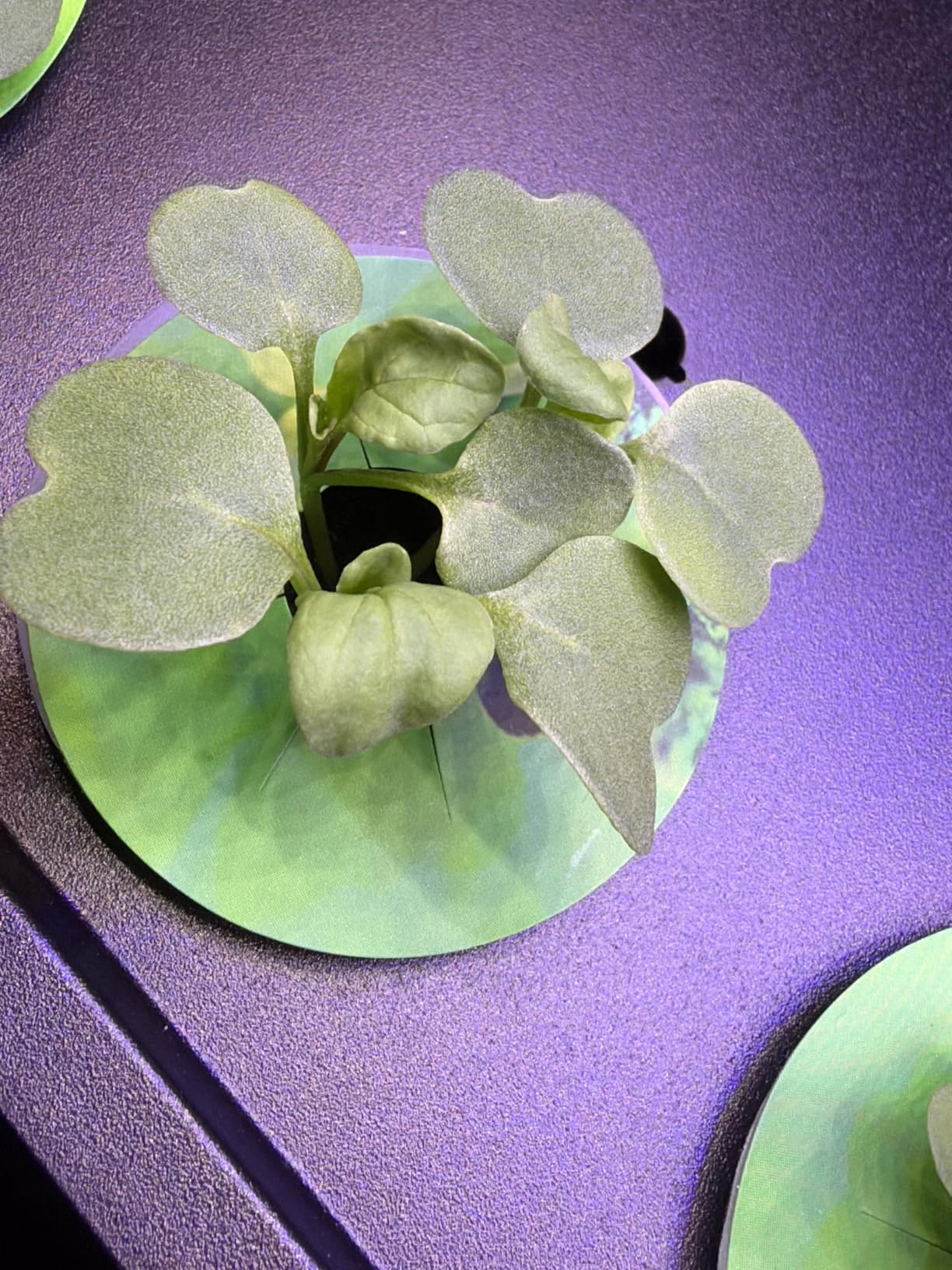Ahopegarden Hydroponics Growing System: 10 Pods Indoor Herb Garden with LED customer photo 1