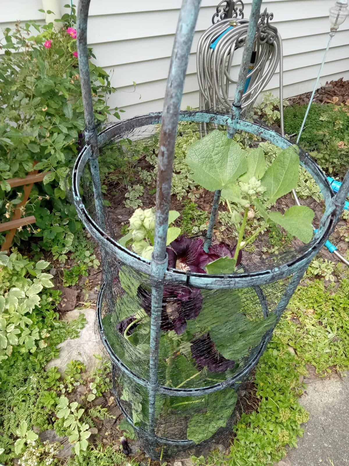 1 Pack Garden Obelisk Trellis for Climbing Plants Outdoor, 6.7FT Adjustable Metal Plant Support with 3 Decorative Tops, Black Rustproof Trellis for Roses, Tomatoes, Clematis & Vines customer photo 2