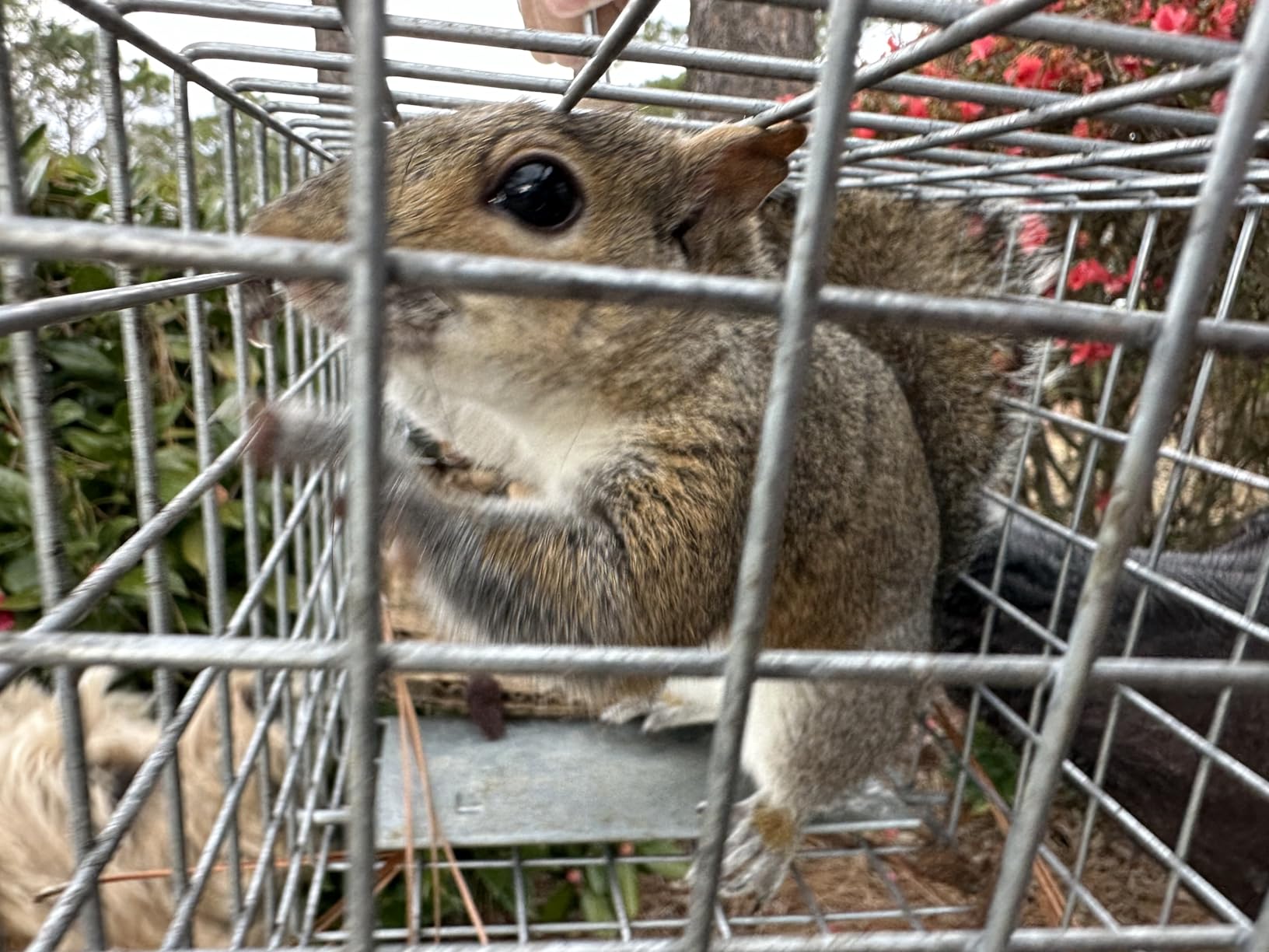 Havahart Medium 1-Door Live Animal Trap, Galvanized Steel Cage customer photo 2