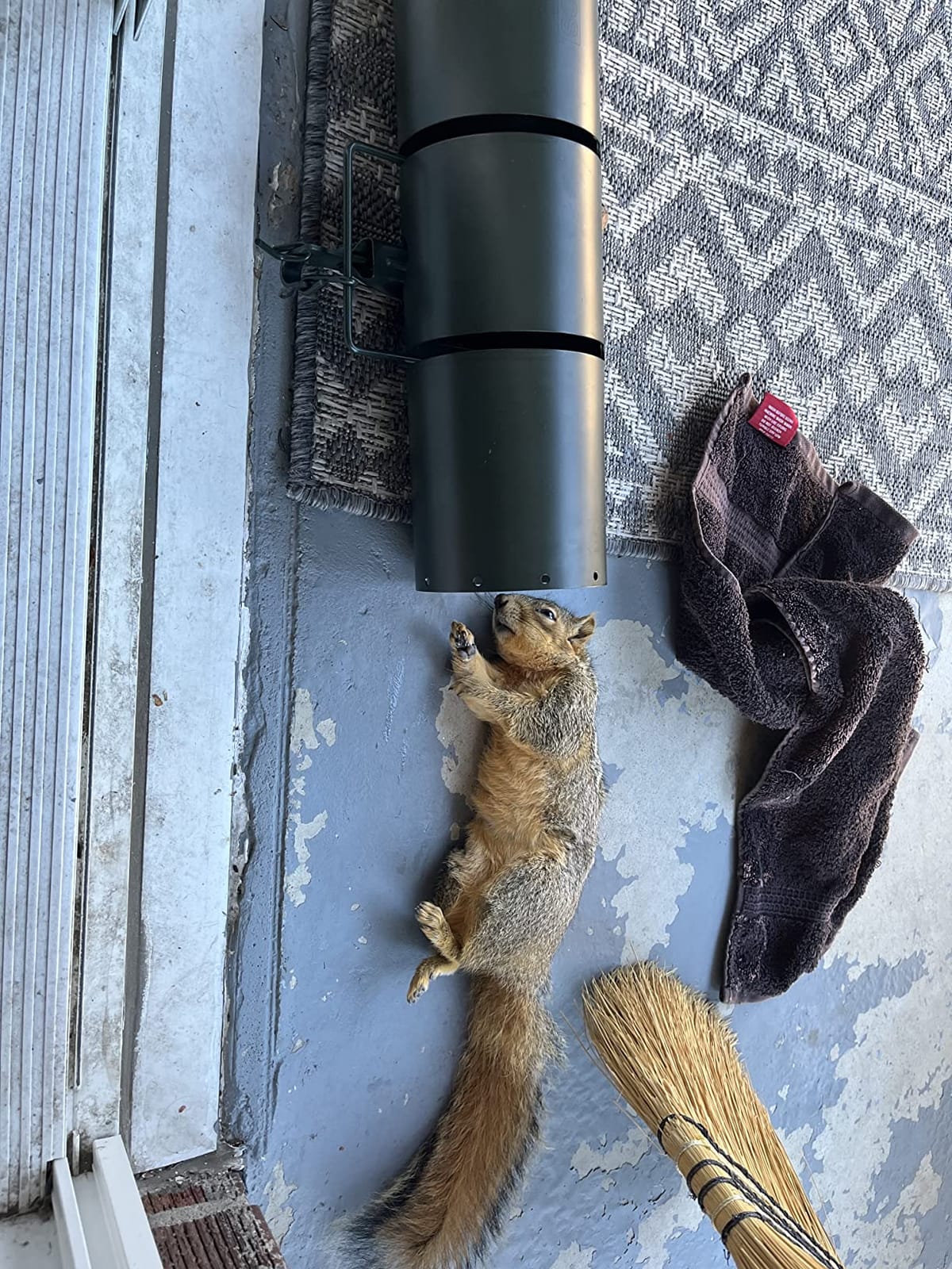 WCS Tube Tunnel Squirrel Trap - 15
