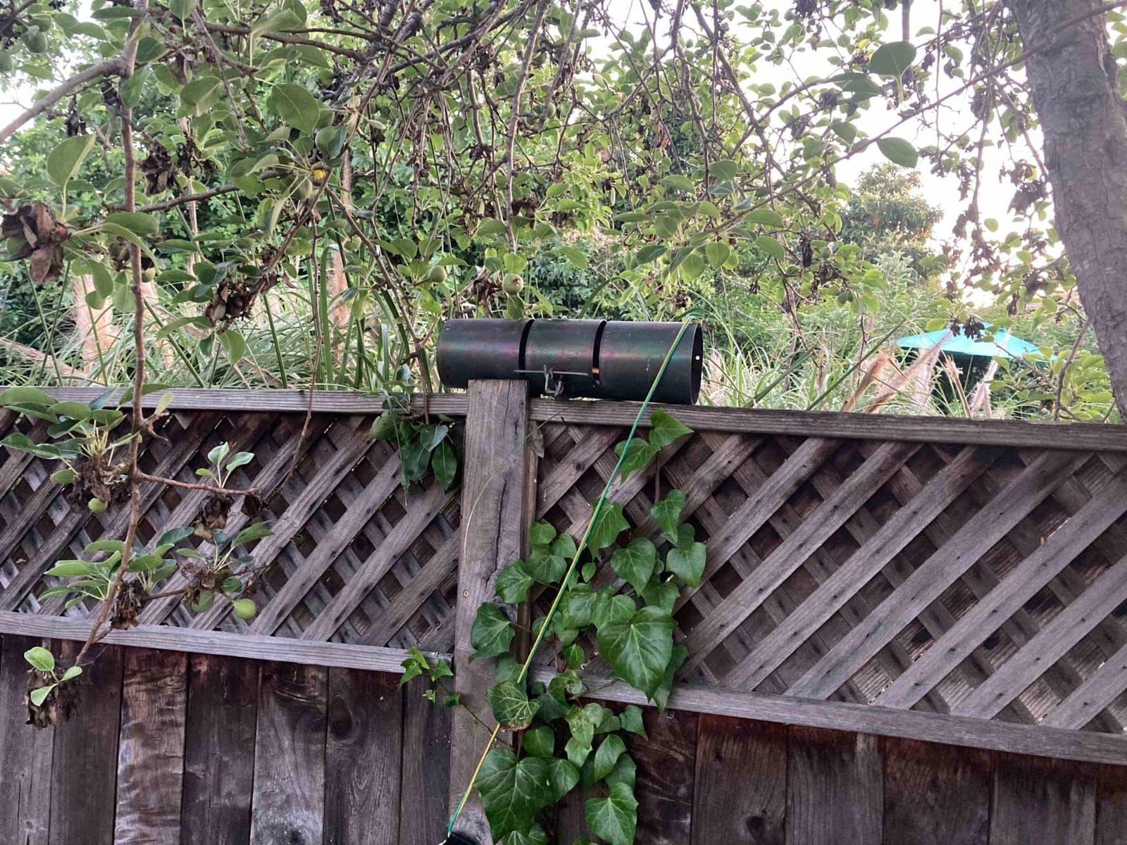 WCS Tube Tunnel Squirrel Trap - 15