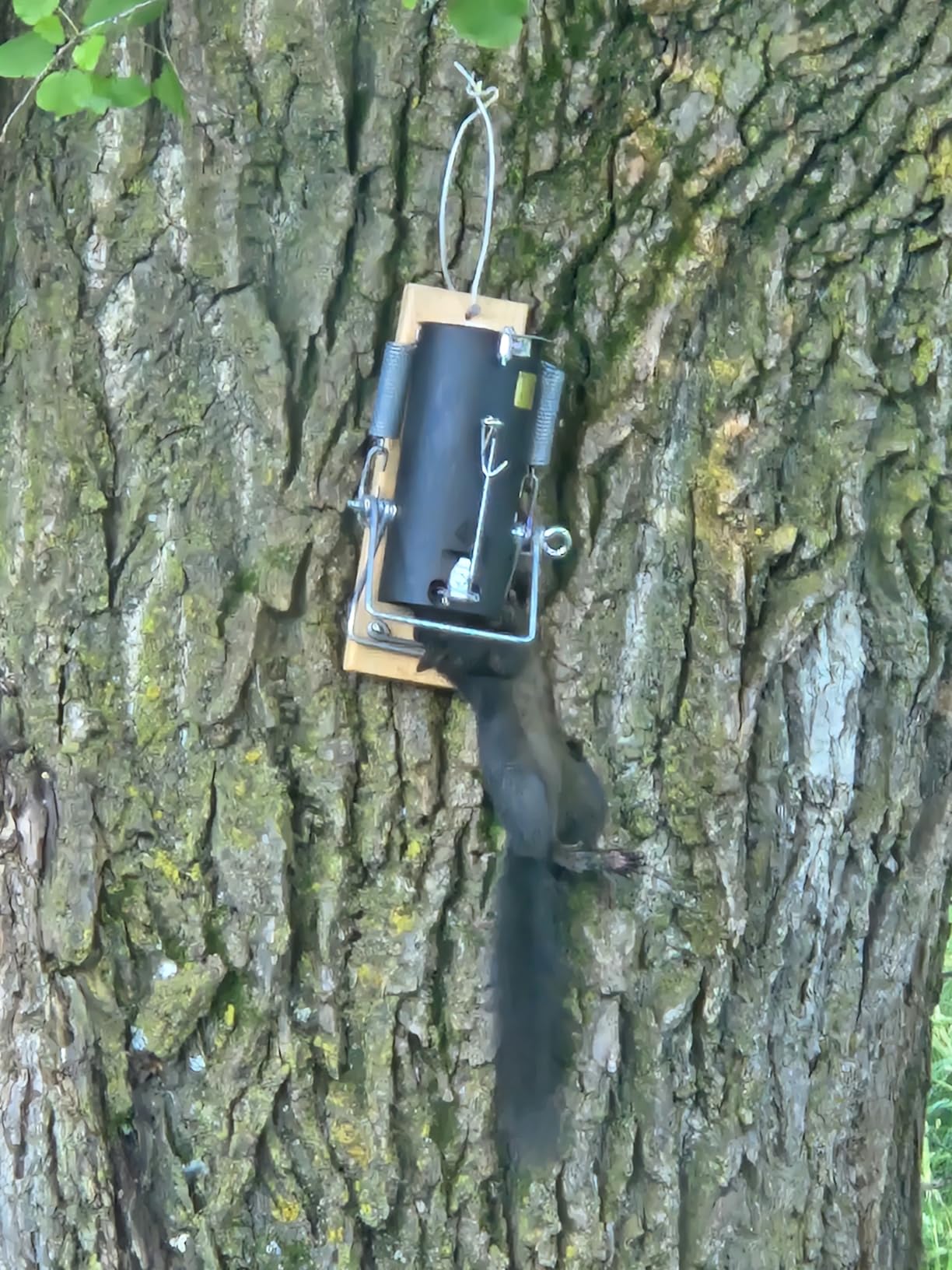 Pest Control Trap for Squirrel and Small Animal – Indoor Outdoor Heavy Duty customer photo 2