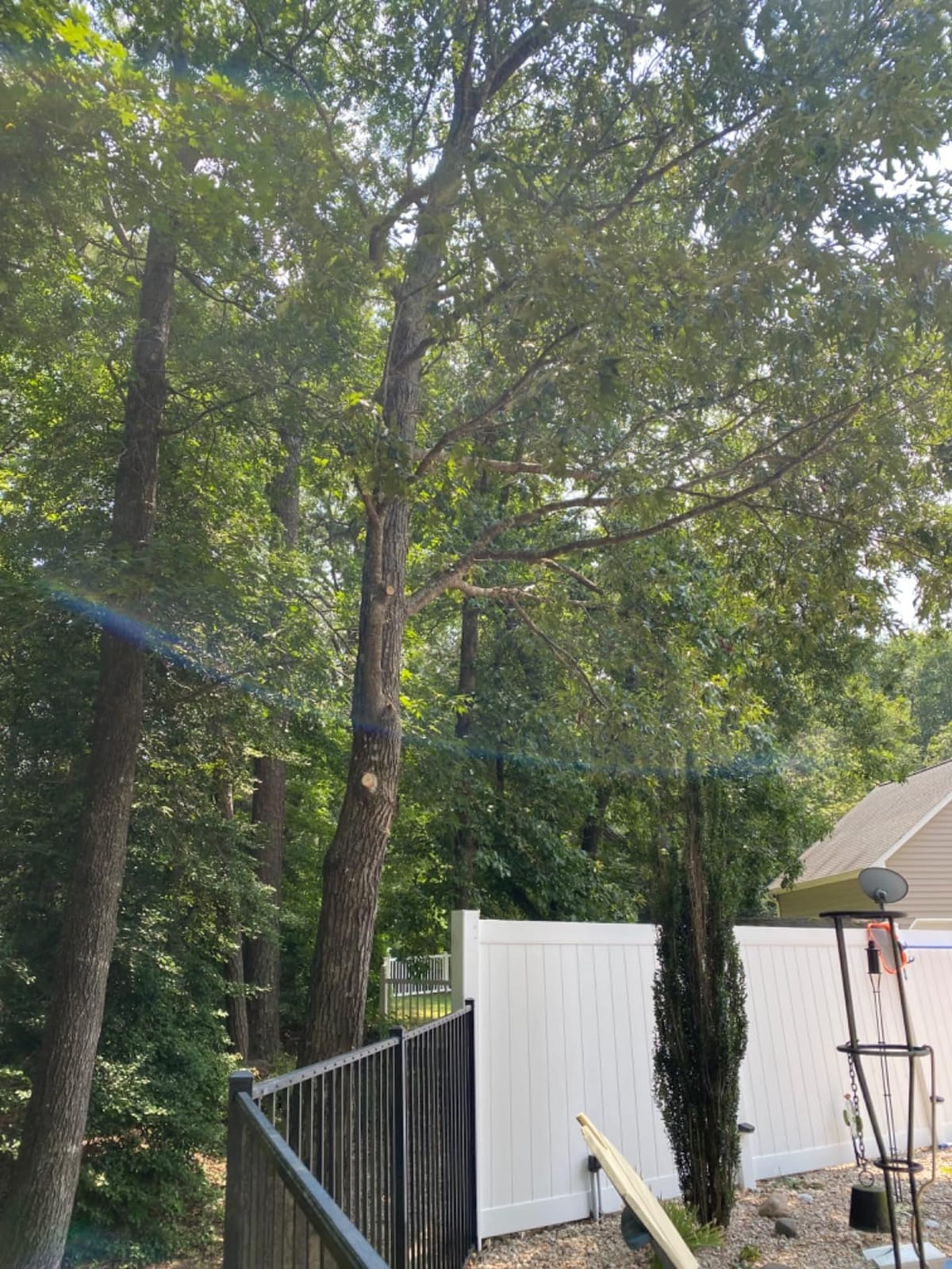 CRAFTSMAN V20 Cordless Pole Saw, 14-Foot, Battery and Charger Included, Pole Saws for Tree Trimming, Up to 325 Cuts per Charge, 4.0Ah, Electric Tree Trimmer (CMCCSP20M1) customer photo 2