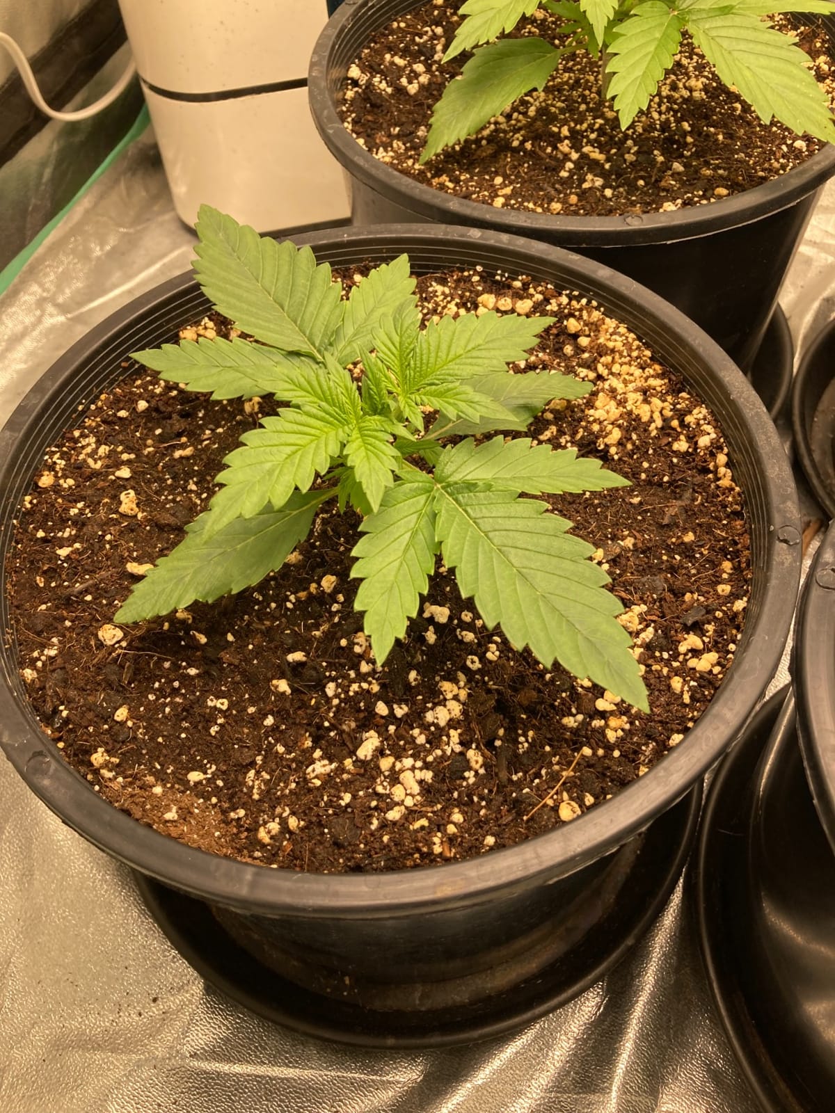 MARS HYDRO 420W TS3000 Led Grow Lights for Indoor Plants customer photo 2