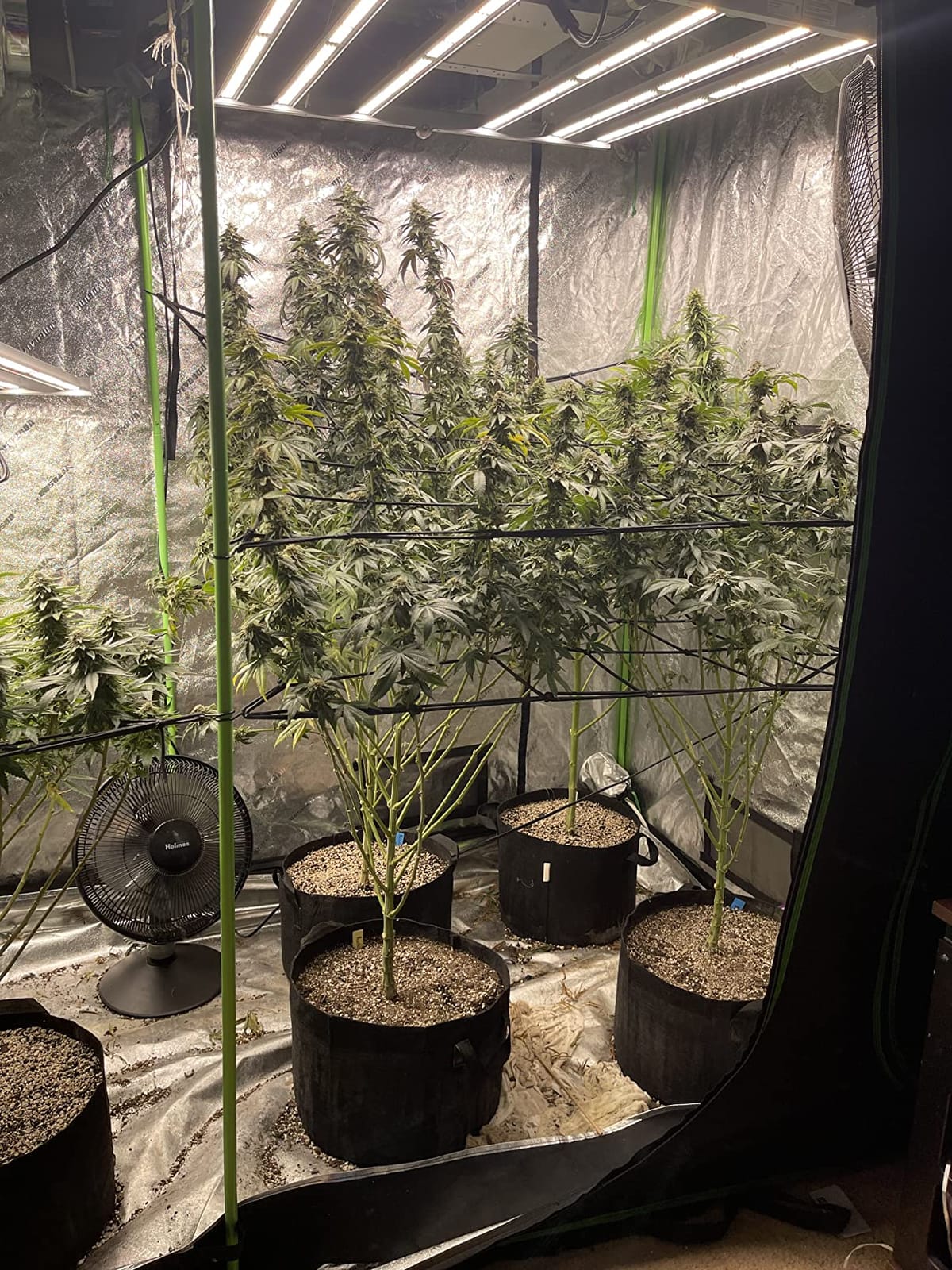 Mars Hydro FC-4800 480W 4x4 LED Grow Light Full Spectrum for Indoor Plants customer photo 1