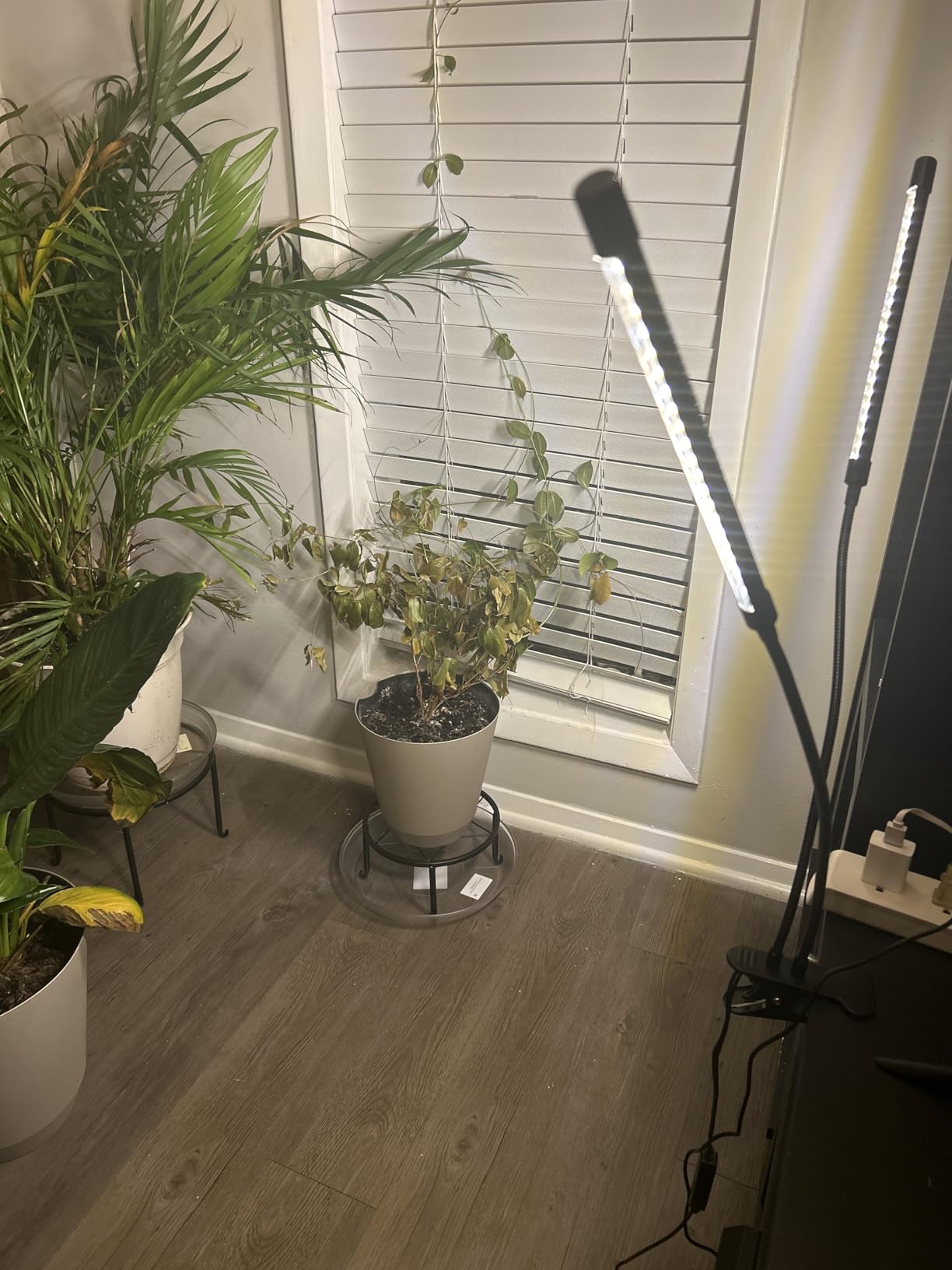 bseah Grow Light Plant Lights for Indoor Plants, Full Spectrum Led Growing Lamp with 3/9/12H Timer, Auto ON & Off, 10 Dimmable Lightness Clip-On Desk customer photo 1