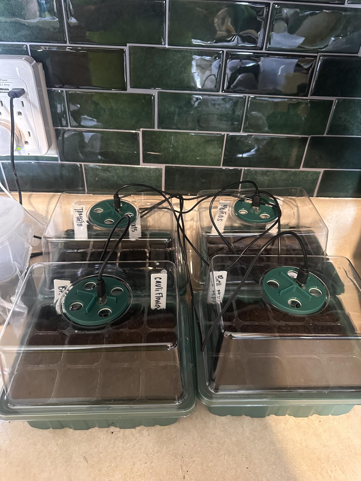 YAUNGEL Seed Starter Tray with Grow Light, 6 Pack Seed Starter Kit with Timing Controller Adjustable Brightness, Thicken Seedling Starter Trays with Humidity Domes Heightened Lids, Gift Box customer photo 2