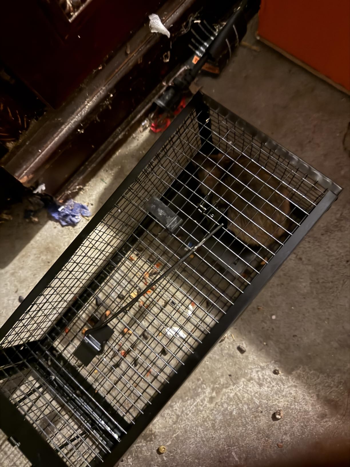 2-Pack Rat Traps Humane Live Mouse Vole Chipmunk Trap Cage (Black) customer photo 1
