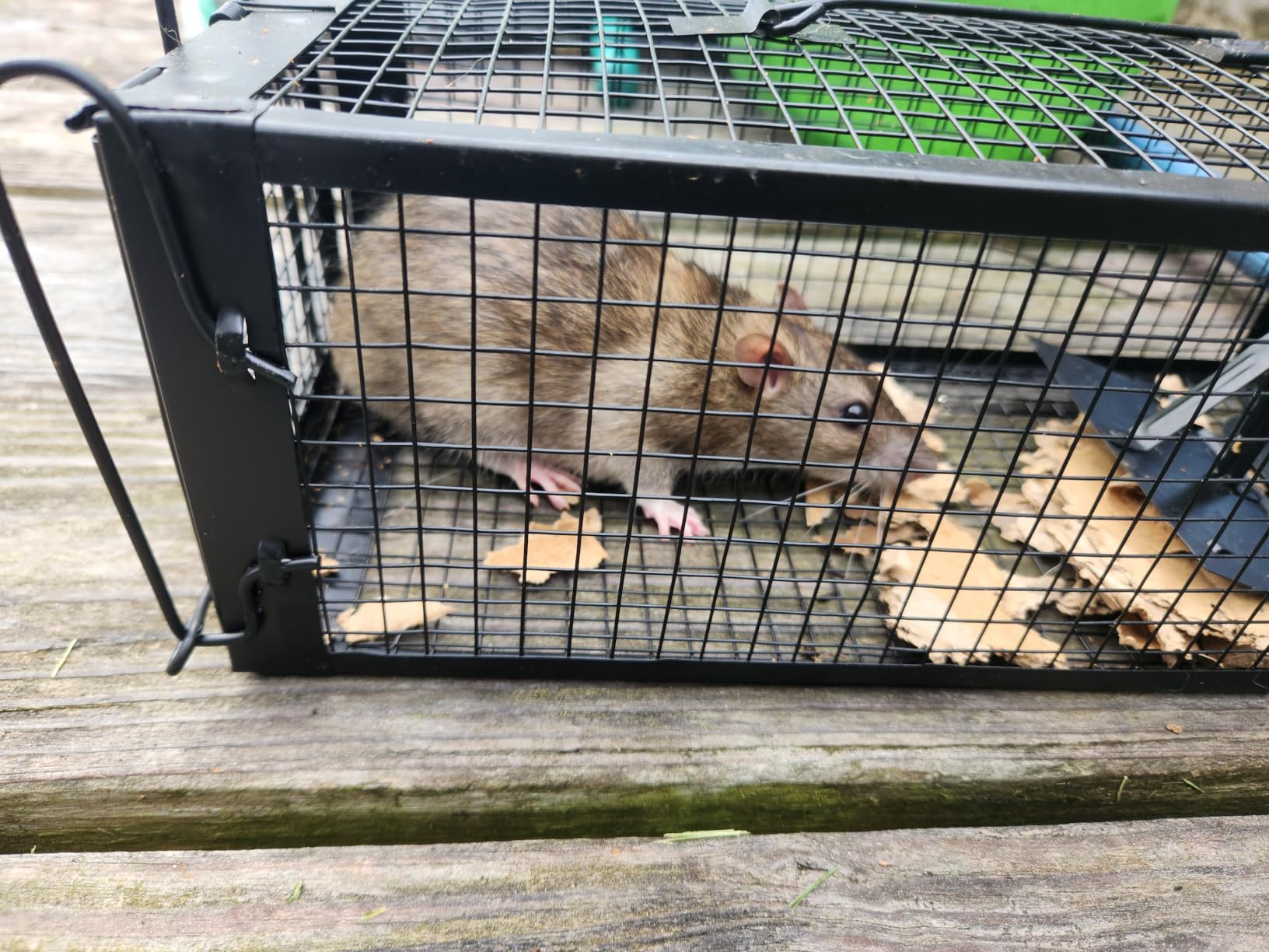 2-Pack Rat Traps Humane Live Mouse Vole Chipmunk Trap Cage (Black) customer photo 2