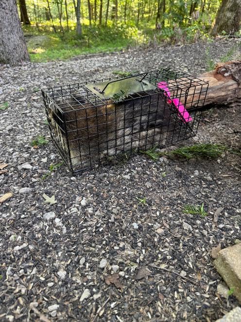 Humane Live Squirrel Cage Trap customer photo 1