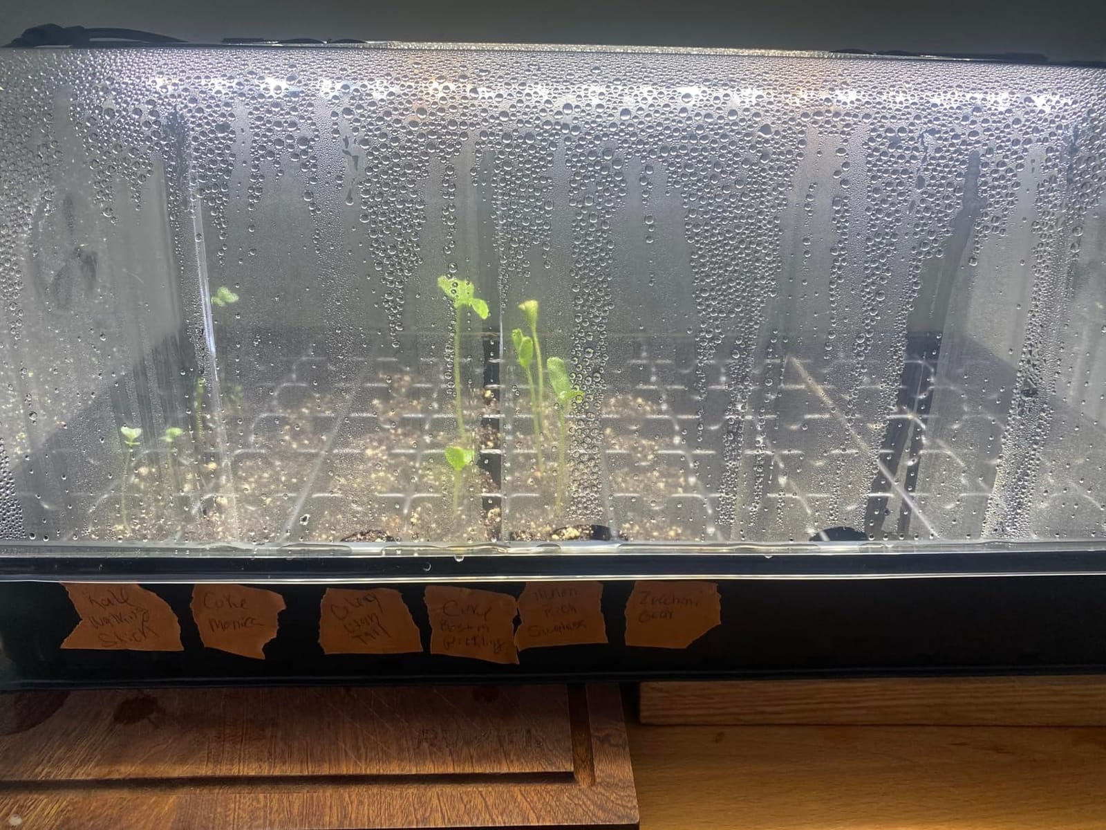 AC Infinity Large Humidity Dome Kit 6x12 w/ LED Grow Lights & Seedling Mat customer photo 2