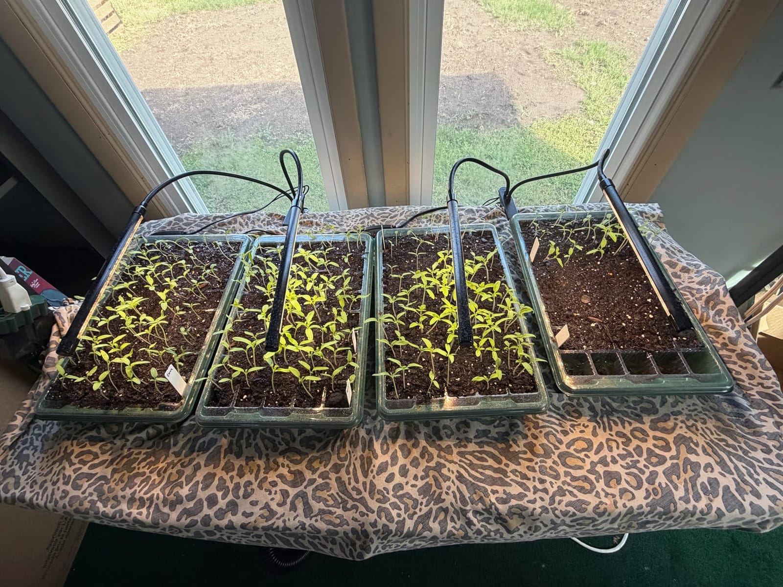 Garpsen Plant Light, 2 Heads Grow Lights for Seed Starting with Clip, 2Pack customer photo 2