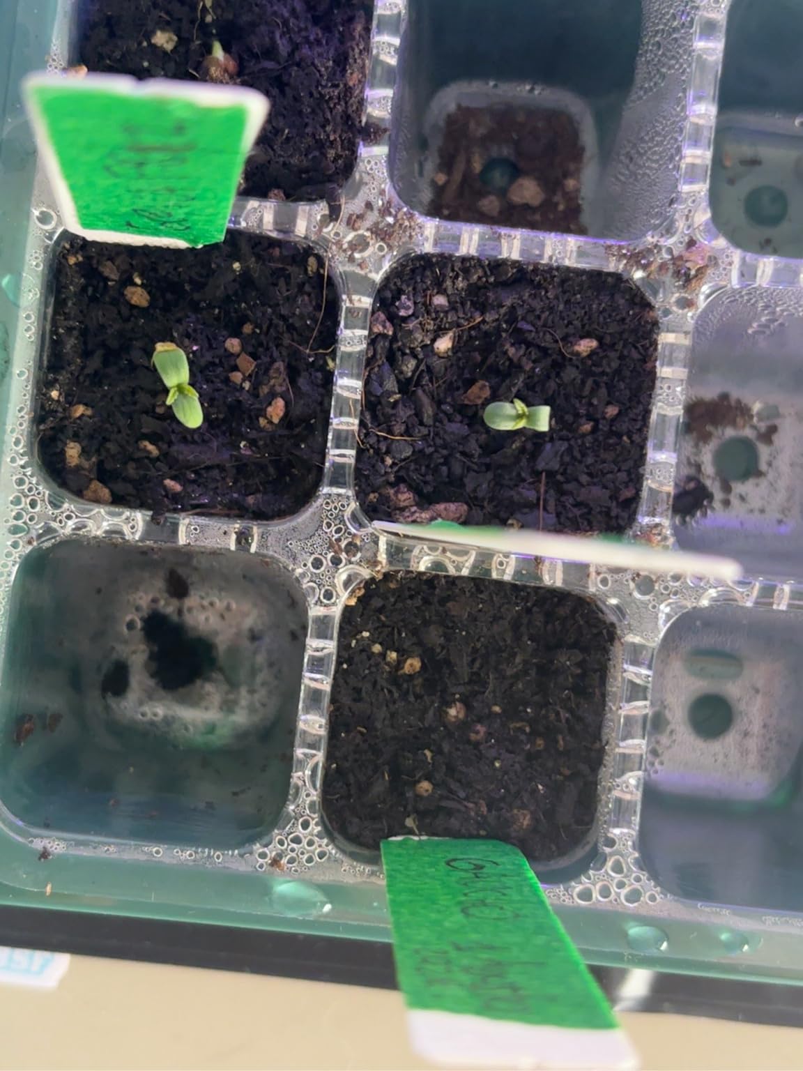 Seed Starter Trays with Grow Light Kit, 2 Pack Plant Greenhouse Propagator customer photo 2