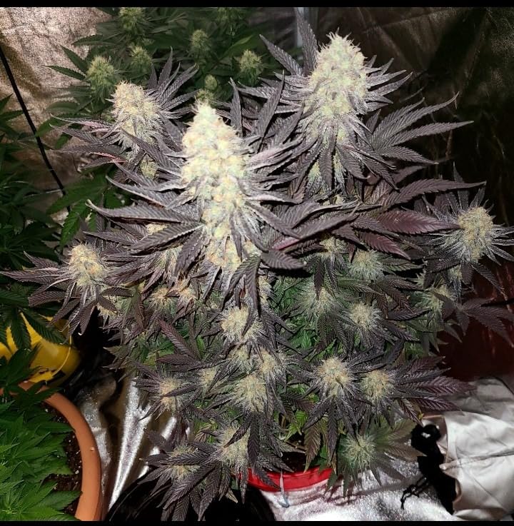 SZHLUX 400W LED Grow Light 4×4ft Coverage with Double Switches, Full Spectrum Grow Light for Indoor Plants, Sunlight Plant Light 864 LEDs for Hydroponic Seedling Veg and Bloom Greenhouse customer photo 1