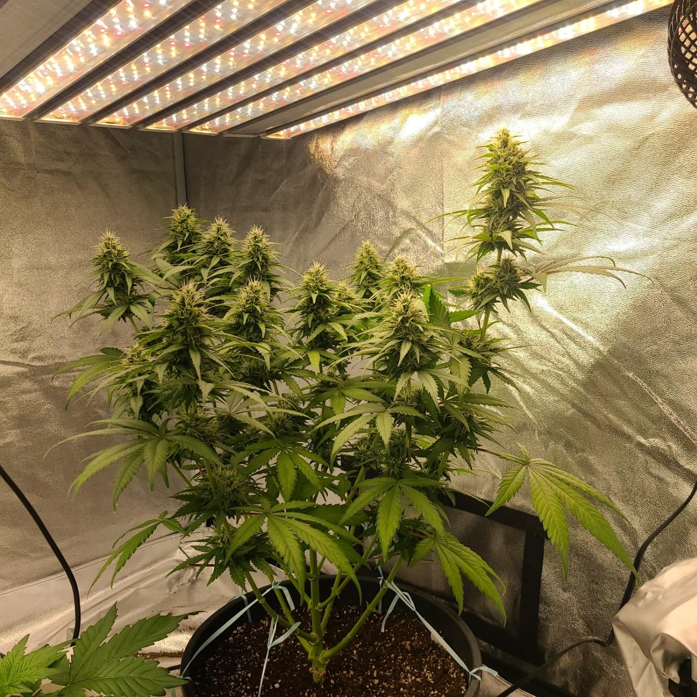 SZHLUX 400W LED Grow Light 4×4ft Coverage with Double Switches, Full Spectrum Grow Light for Indoor Plants, Sunlight Plant Light 864 LEDs for Hydroponic Seedling Veg and Bloom Greenhouse customer photo 2