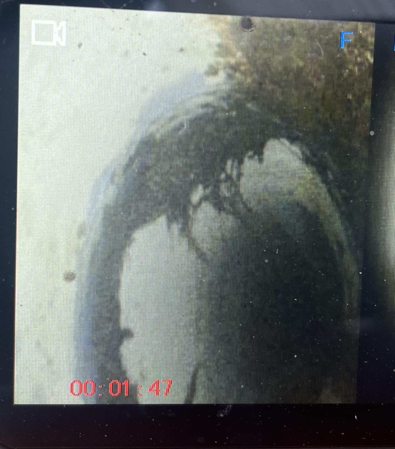 Teslong Dual Lens 16.5FT Endoscope Camera for Drain & Plumbing Inspection customer photo 2