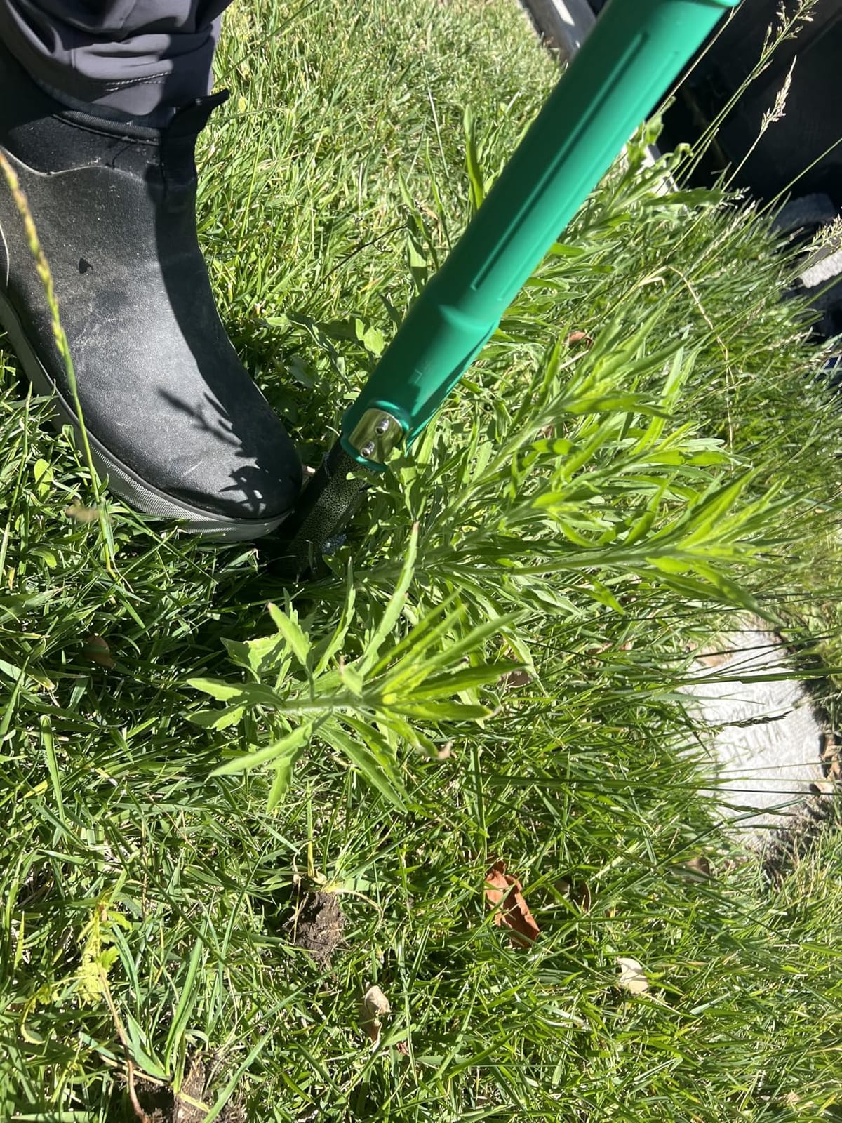 Weed Puller Tool with 2 Weed Eject Feature, 43.7in Stand Up Dandelion Remover Tool, Real Bamboo Handle and Metal 4 Claw & Foot Pedal, Heavy Duty Garden Weeder customer photo 2
